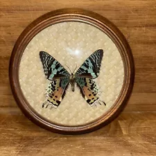 Madagascan Sunset Moth Round Wooden Frame W/Waffled Design Background Taxidermy