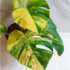 Variegated Monstera Albo Aurea Plant Rooted FRESH Nodes 3 live cutting roots