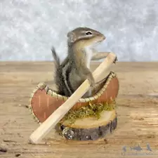 #28646 P | Novelty Chipmunk Taxidermy Mount For Sale