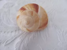 Vintage Shell Escargot Snail Shells Beach Nautical -for Cooking