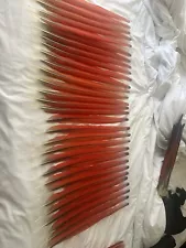 Macaw Tail Feathers