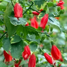 3+Red Turks Caps or Sleeping Hibiscus Shrub Live Plants / Malvaviscus Aarboreus