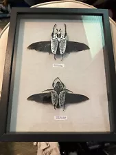 Mounted and Framed Male and Female Goliath Beetles