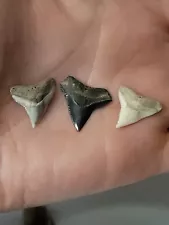 Lot Of 3 Beautiful Dusky Shark Teeth From The Carolina Coast