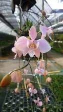 phalaenopsis schilleriana for sale