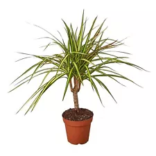 Dracaena Marginata 'Sunshine'-6" Pot