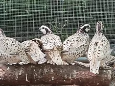 15 Snowflake Bobwhite Quail hatching Eggs SHIPPING NOW