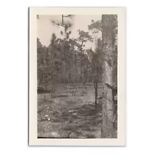 Pine Tree Tapped For Turpentine Photo 1930s Florida Forest Farming Tap A4755