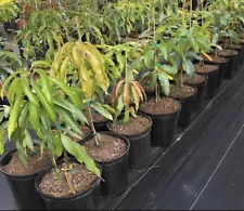 Variations Grafted Mango Live Tree 3 Gallons Palo de Mango Pick your Own