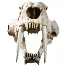 1:1 Size Ancient Animals Saber Tooth Cat Tiger Skull Sabertooth Smilodon