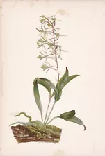 Orchid Orchid Epidendrum Flower Botany Lithograph