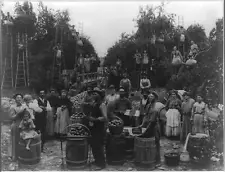 Apple Picking,Berkeley County,West Virginia,WV,c1910,Orchard,Ladders,Barrels