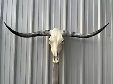 LONGHORN STEER SKULL 4 FEET 5 INCH WIDE POLISHED BULL HORN MOUNTED new COW HEAD