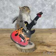 #28670 P | Grey Squirrel Novelty Taxidermy Mount For Sale