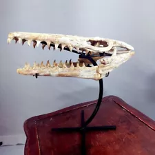 Rare Baby Mosasaur Skull Fossil - Premium Quality Prehistoric Marine Specimen