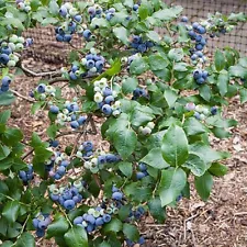 Northland Blueberry Plant - Very Hardy - 2.5" Pot - FREE SHIPPING