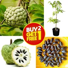 20 Sugar Apple Seeds Annona, Custard apple Seeds, Tropical Sweetsop Plant Seeds