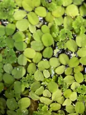 1 Cup Azolla/Salvinia Mixture For KOI pond