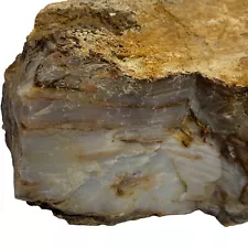 Silver Creek junction UTAH opalized Petrified wood 1000 grams