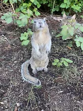 Large Taxidermy Squirrel Mount