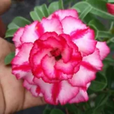 2Pcs Adenium Obesum Desert Rose Bonsai Perennial Flower Seeds Home Garden Plants