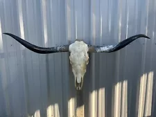 LONGHORN STEER SKULL 4 FEET 9 Inch WIDE POLISHED BULL HORN MOUNTED COW HEAD