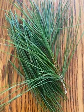 Eastern White Pine Needles 10 oz package