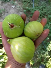 FIG CUTTINGS 4 VARIETY 8 FRESH CUTTINGS