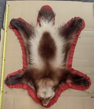 massive Alaskan Wolverine Prime Fur Rug Taxidermy Mount For Sale Oddity