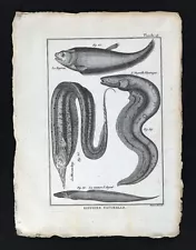 1789 Bonnaterre Fish Print - Featherback - Electric Eel - Pacific Cutlassfish