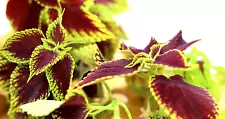 live coleus plants for sale