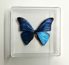 Blue Morpho Butterfly