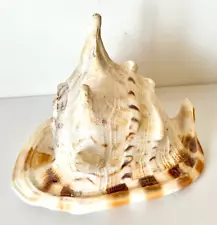 Natural Seashell Horned Queen Helmet Conch Tiger Stripe Sea Shell & Horn