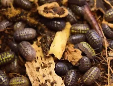 Live MIX Isopods | 50 Count | With FREE Springtail Culture IN SOIL