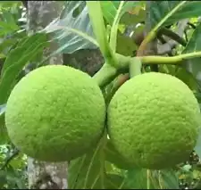 dwarf breadfruit tree for sale