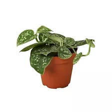 Pothos 'Satin'-4" Pot / Terra Cott