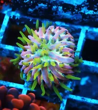 Insanity plate Coral Zoanthids Paly Zoa SPS LPS Corals, WYSIWYG