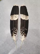 AS15 Pr Pen Raised African Harrier Hawk (Polyboroides Typus) Tail Feather