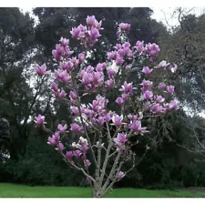 20 Purple Magnolia Seeds Yulan Magnolia Seed Tree Tulip Lily Flower Magnolia