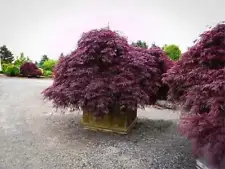 20 Purple Japanese Maple Tree Bonsai Seeds Heirloom Rare colorful lawn plant