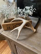 Decor Coues Whitetail Deer Shed ~ Antler