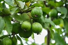 guava plant for sale