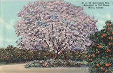 1947 Miami,FL Jacaranda Tree (Acutifolia) in Full Bloom Miami-Dade County