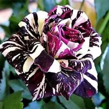 Rare Black Dragon Rose Fresh Seeds, Exotic Home Garden Flower Seeds