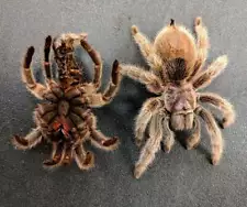 Various TARANTULA Molts Taxidermy Exoskeletons Educational skins!!!