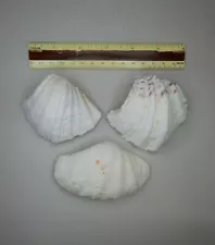 3 Clams Shells: Tridacna Maxima/ Hippopus Maculatus_Obtained 1970s_Marshall Is.