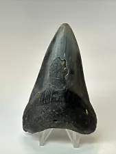 Megalodon Shark Tooth 3.31” Lower Jaw - Black - Natural Fossil 18607