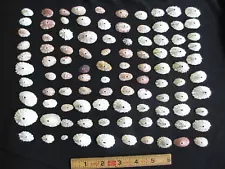 Lot Of 100 Keyhole Limpet Seashells 1960's Private Collection - Jewelry Craft F