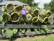 1 Pack 20 Giant Sunflower Seeds Turnsole Helianthus Seed Garden Flowers