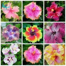 Blue Hibiscus Rosa-sinensis Fragrant Flower Big Bloom Garden Plants 100 Seeds